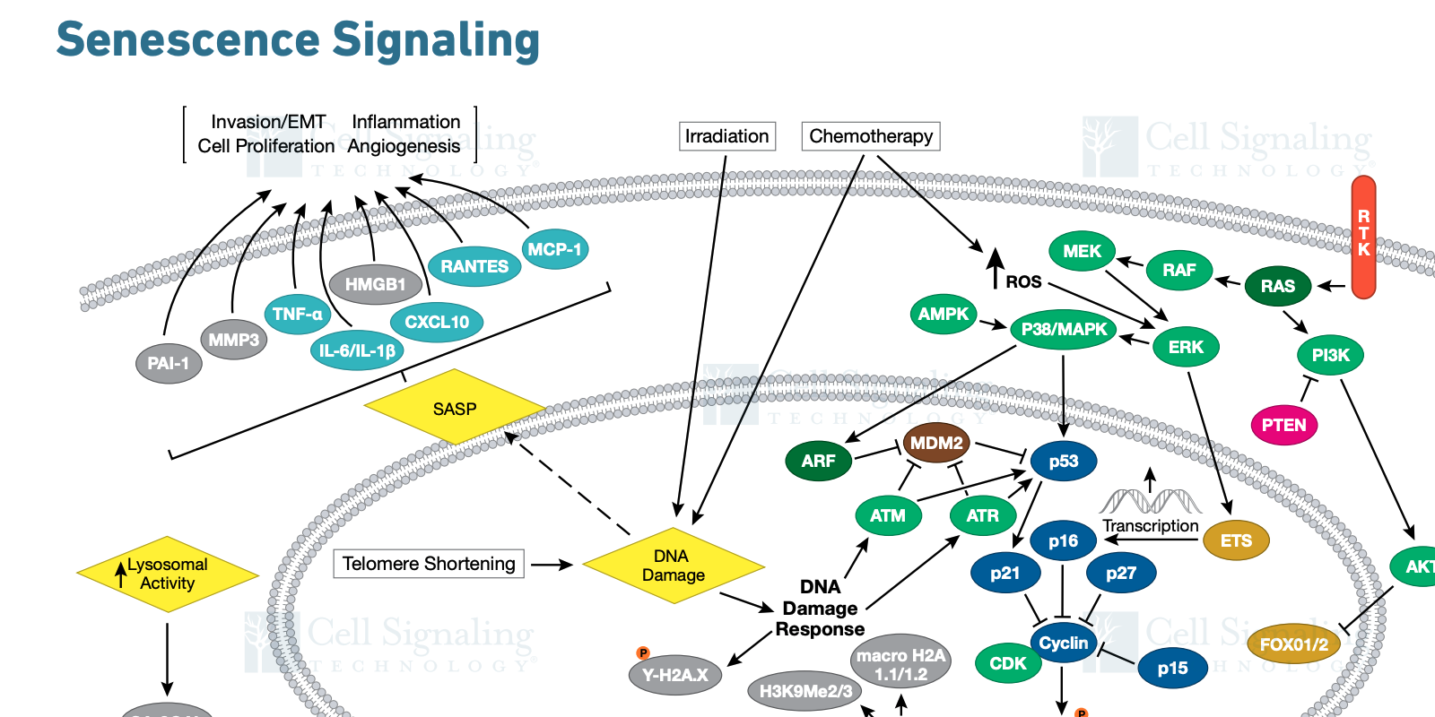 which-signaling-pathways-are-associated-with-cellular-senescence